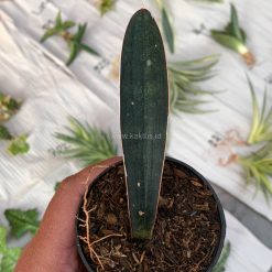 Alternative view of 1010. Sansevieria Blue Bat