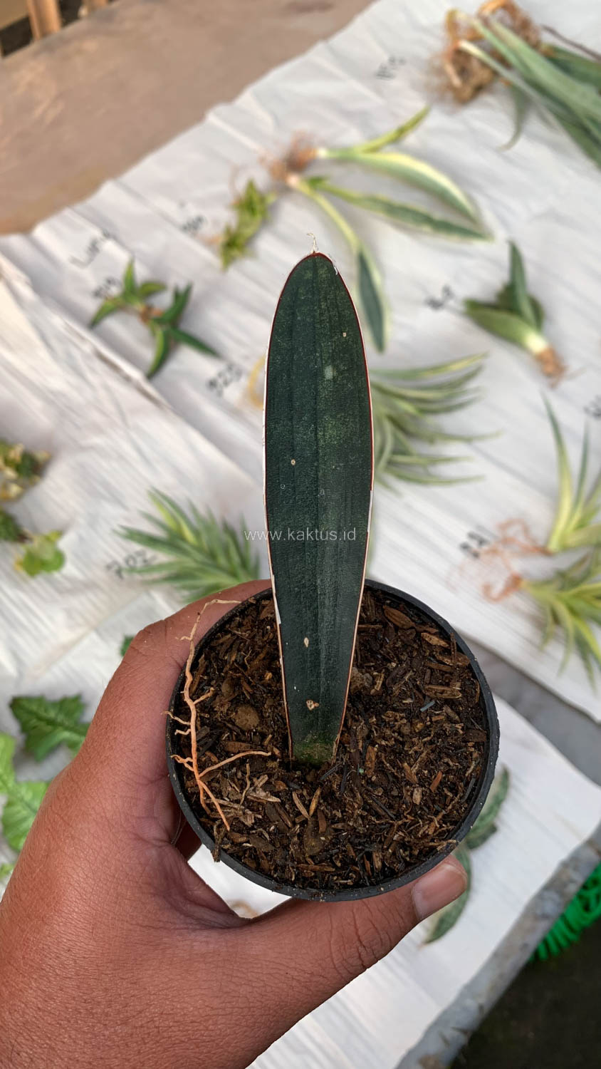 1010. Sansevieria Blue Bat - Image 2