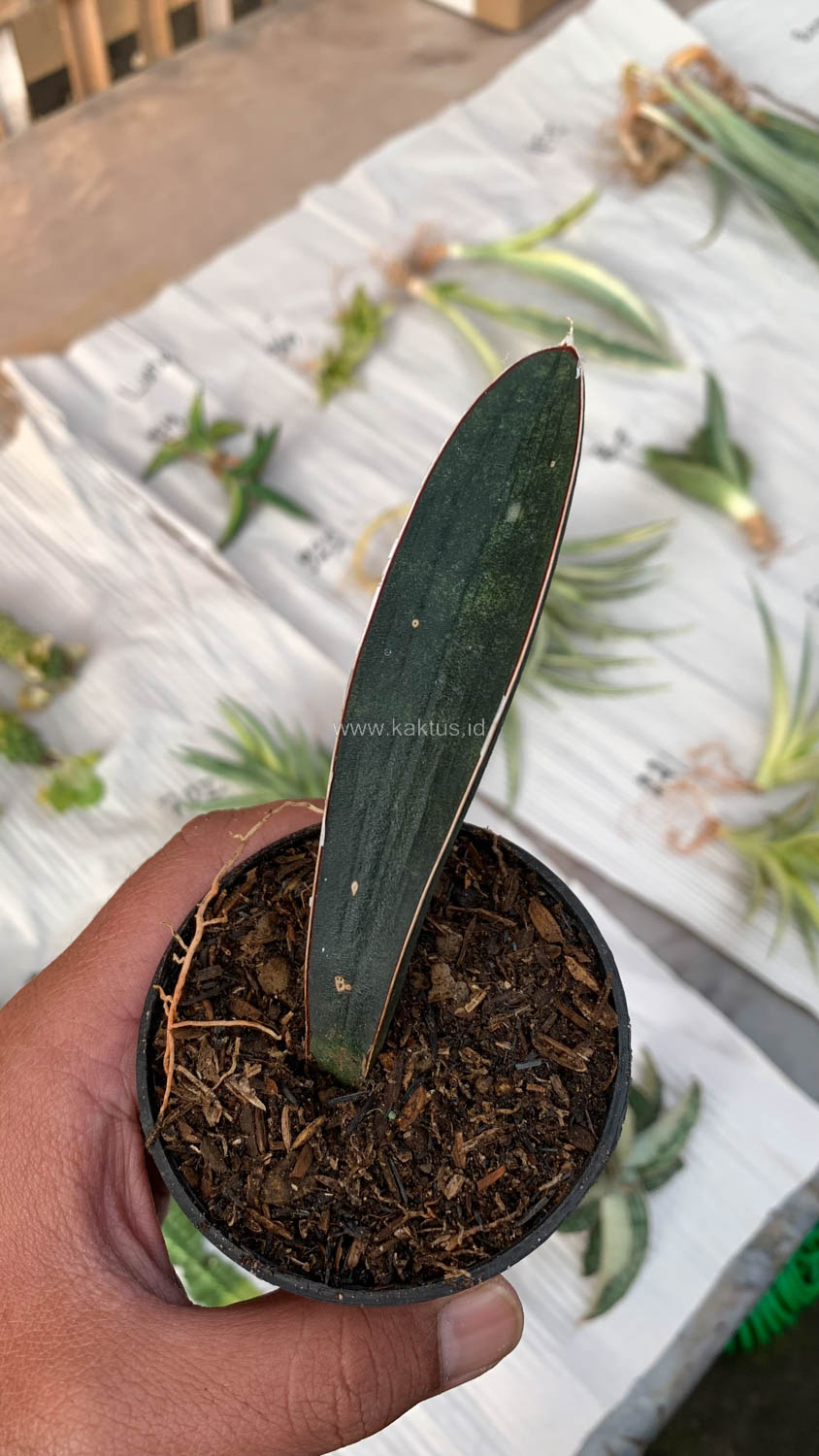 1010. Sansevieria Blue Bat - Image 3