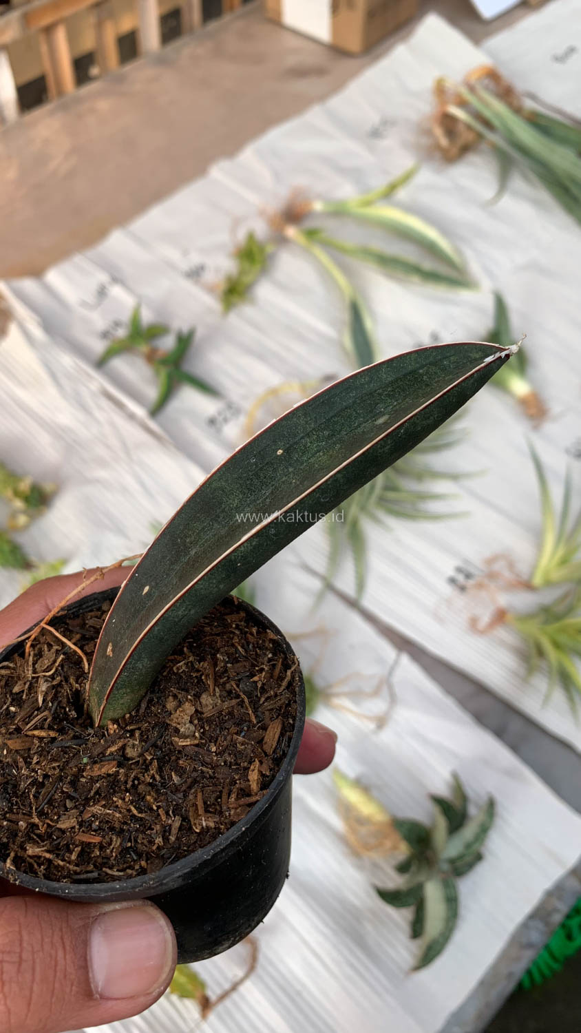 1010. Sansevieria Blue Bat - Image 4