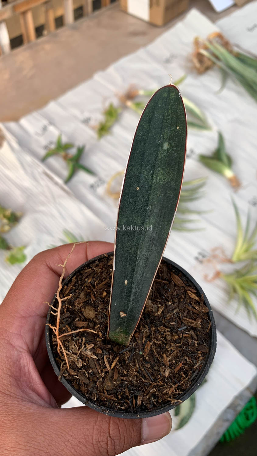 1010. Sansevieria Blue Bat - Image 5