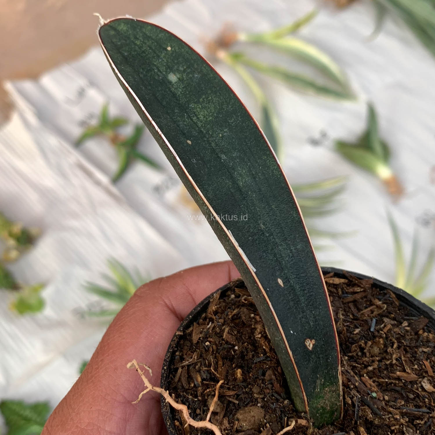 1010. Sansevieria Blue Bat - Image 6