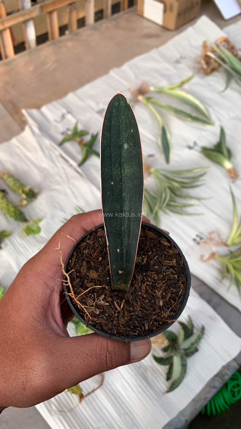 1010. Sansevieria Blue Bat - Image 7