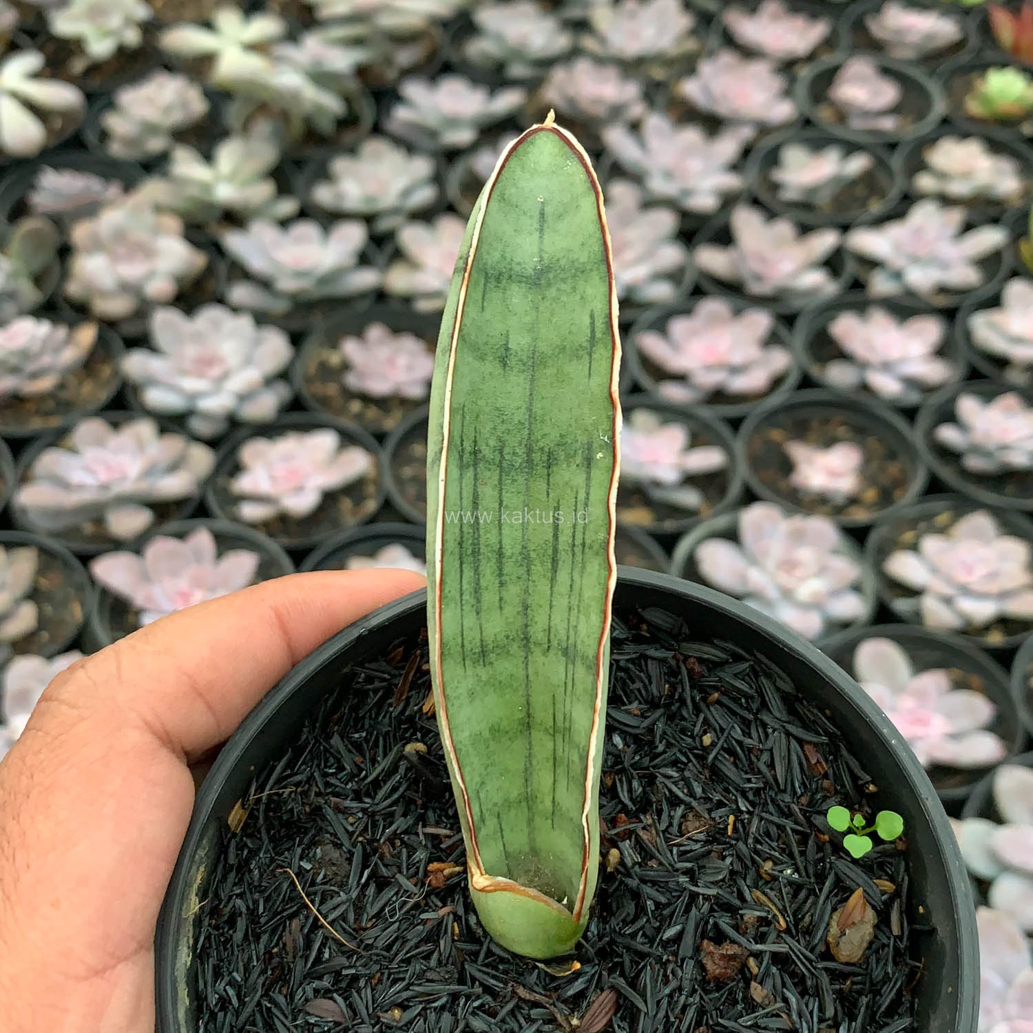1011. Sansevieria Silver Bat - Image 10