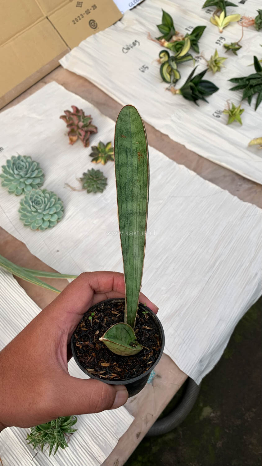 1011. Sansevieria Silver Bat - Image 14
