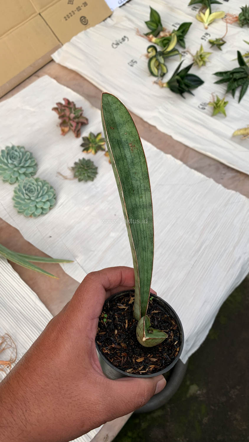 1011. Sansevieria Silver Bat - Image 15
