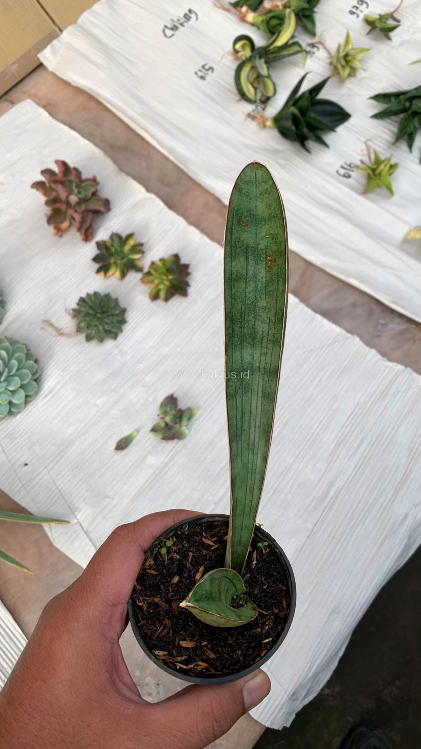 1011. Sansevieria Silver Bat - Image 5