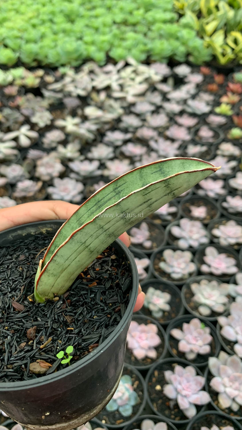 1011. Sansevieria Silver Bat - Image 4