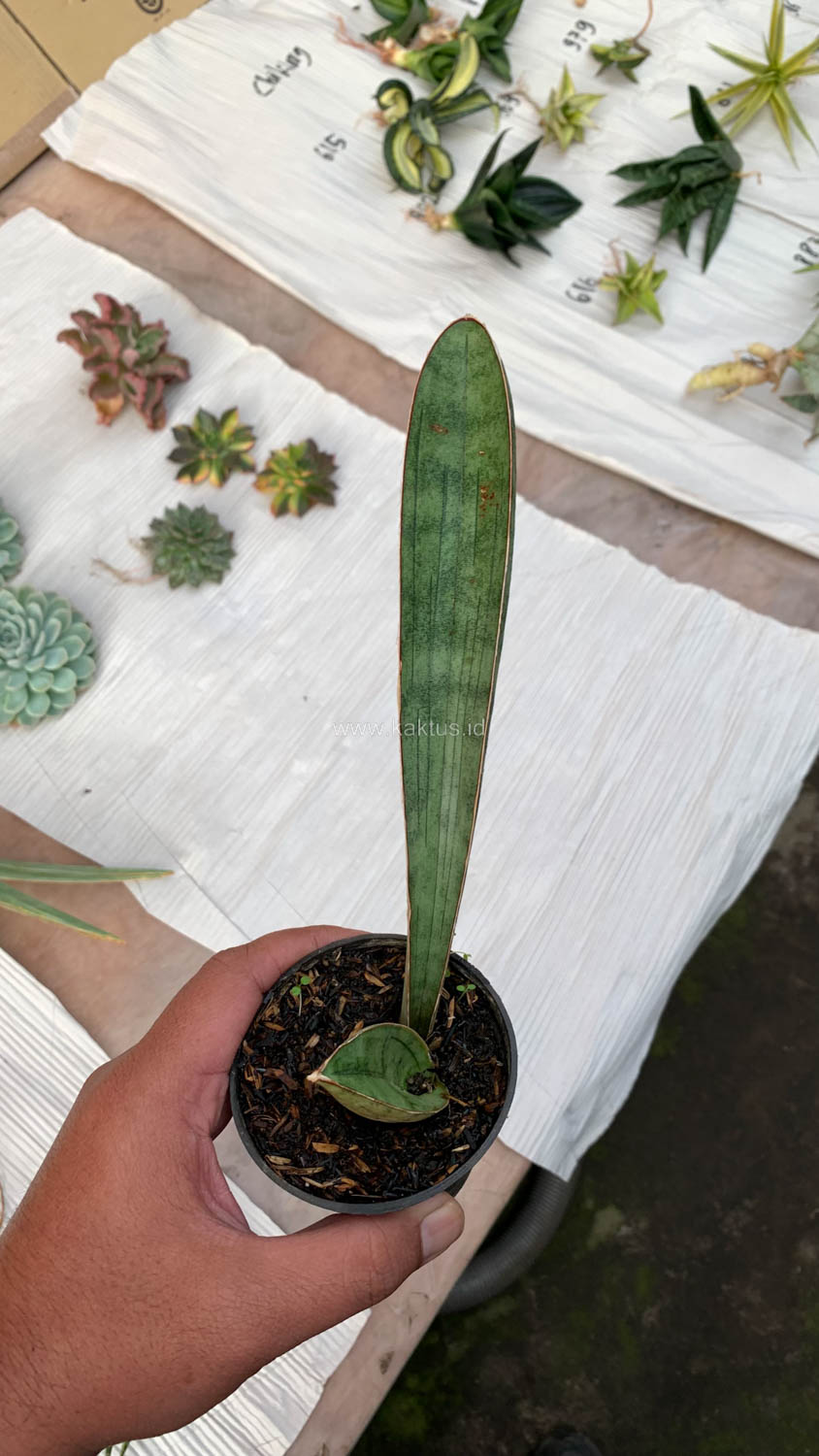 1011. Sansevieria Silver Bat - Image 7