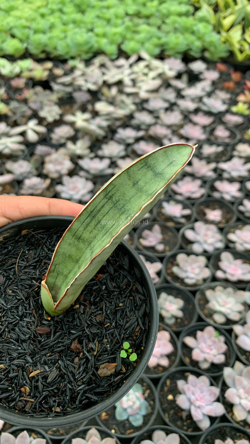 1011. Sansevieria Silver Bat - Image 6