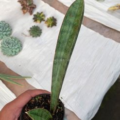 Alternative view of 1011. Sansevieria Silver Bat