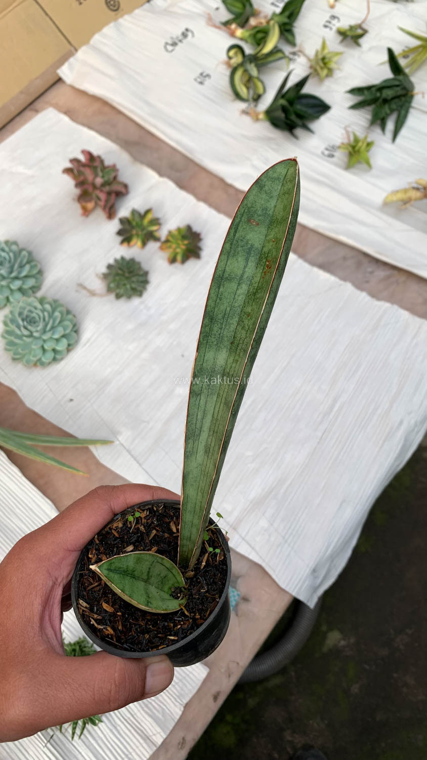 1011. Sansevieria Silver Bat - Image 2