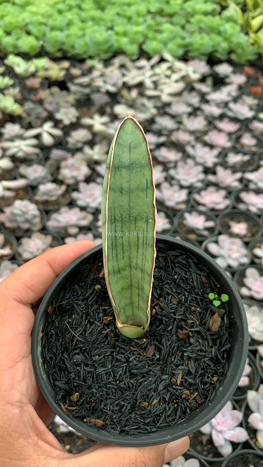 1011. Sansevieria Silver Bat - Image 8