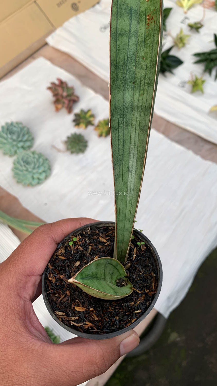 1011. Sansevieria Silver Bat - Image 9