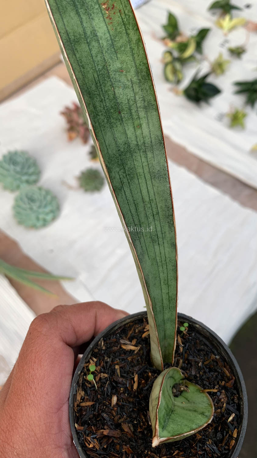 1011. Sansevieria Silver Bat - Image 11