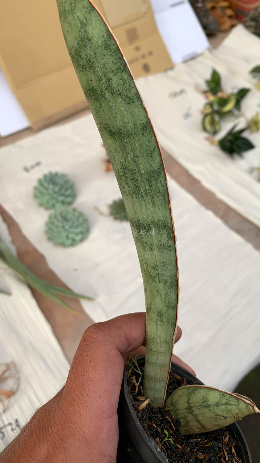 1011. Sansevieria Silver Bat - Image 12