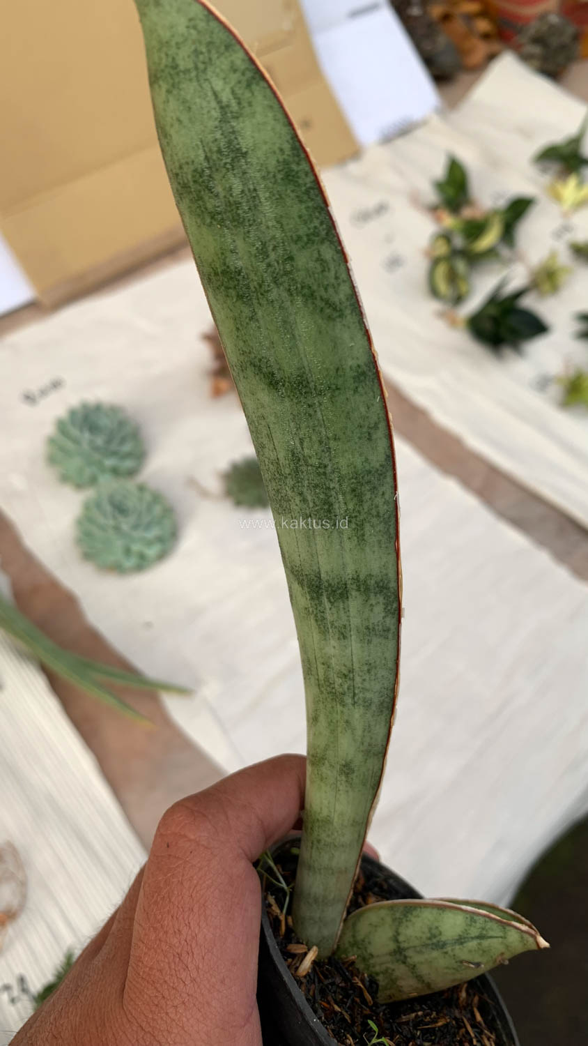 1011. Sansevieria Silver Bat - Image 3