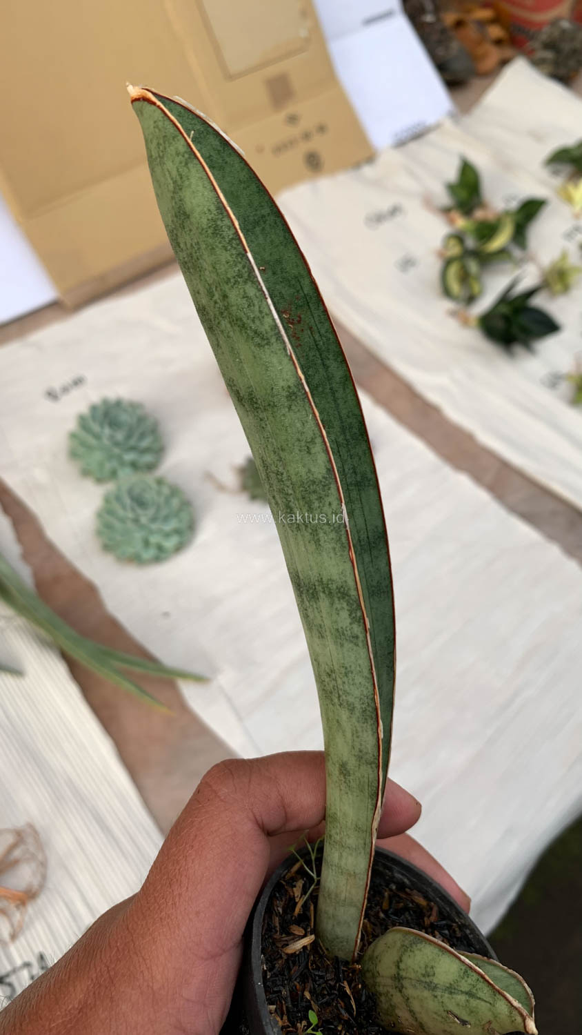 1011. Sansevieria Silver Bat - Image 13