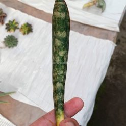Alternative view of 1012. Sansevieria Lundi