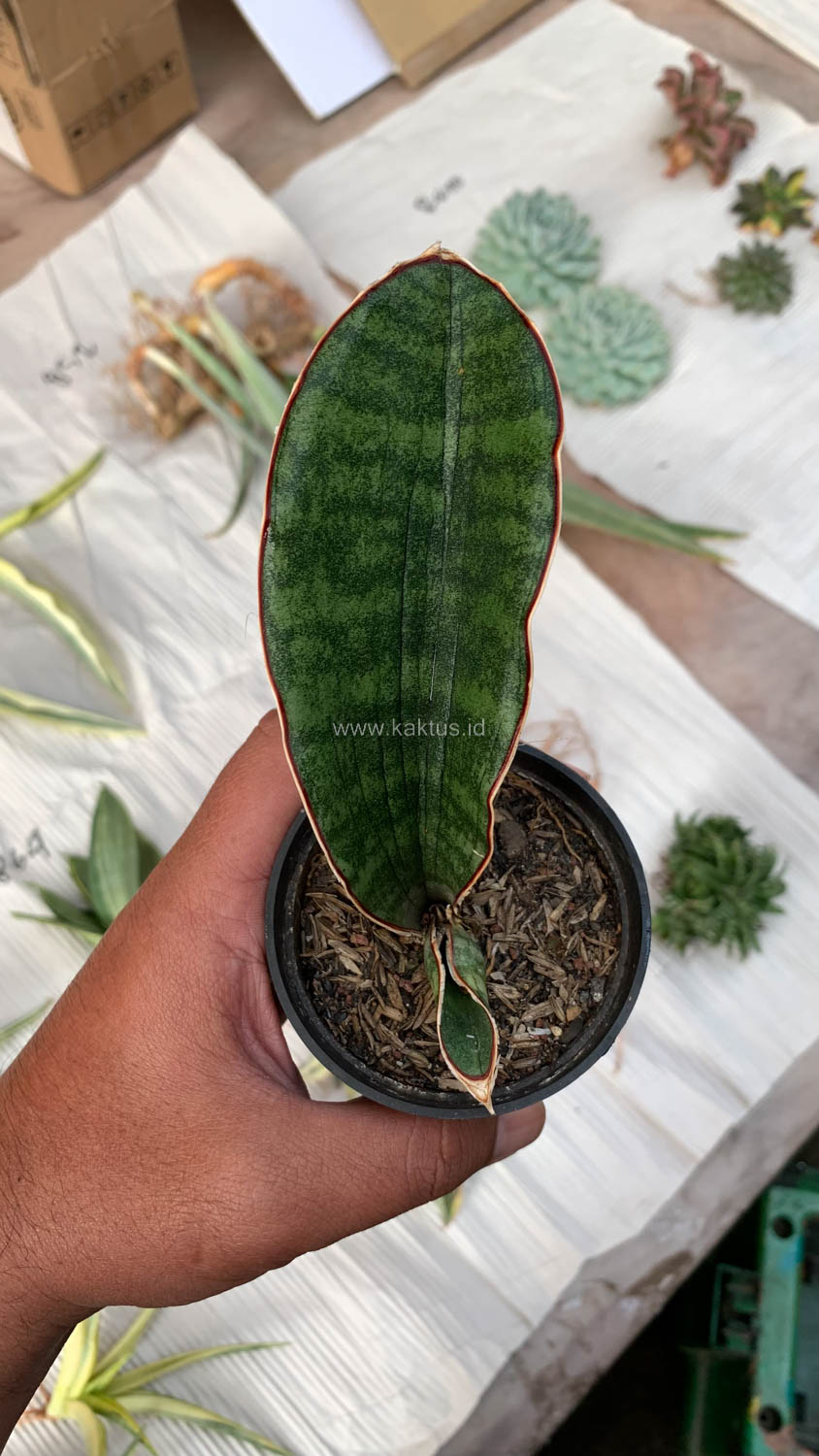 1013. Sansevieria Scimi Sayati Jorj - Image 3