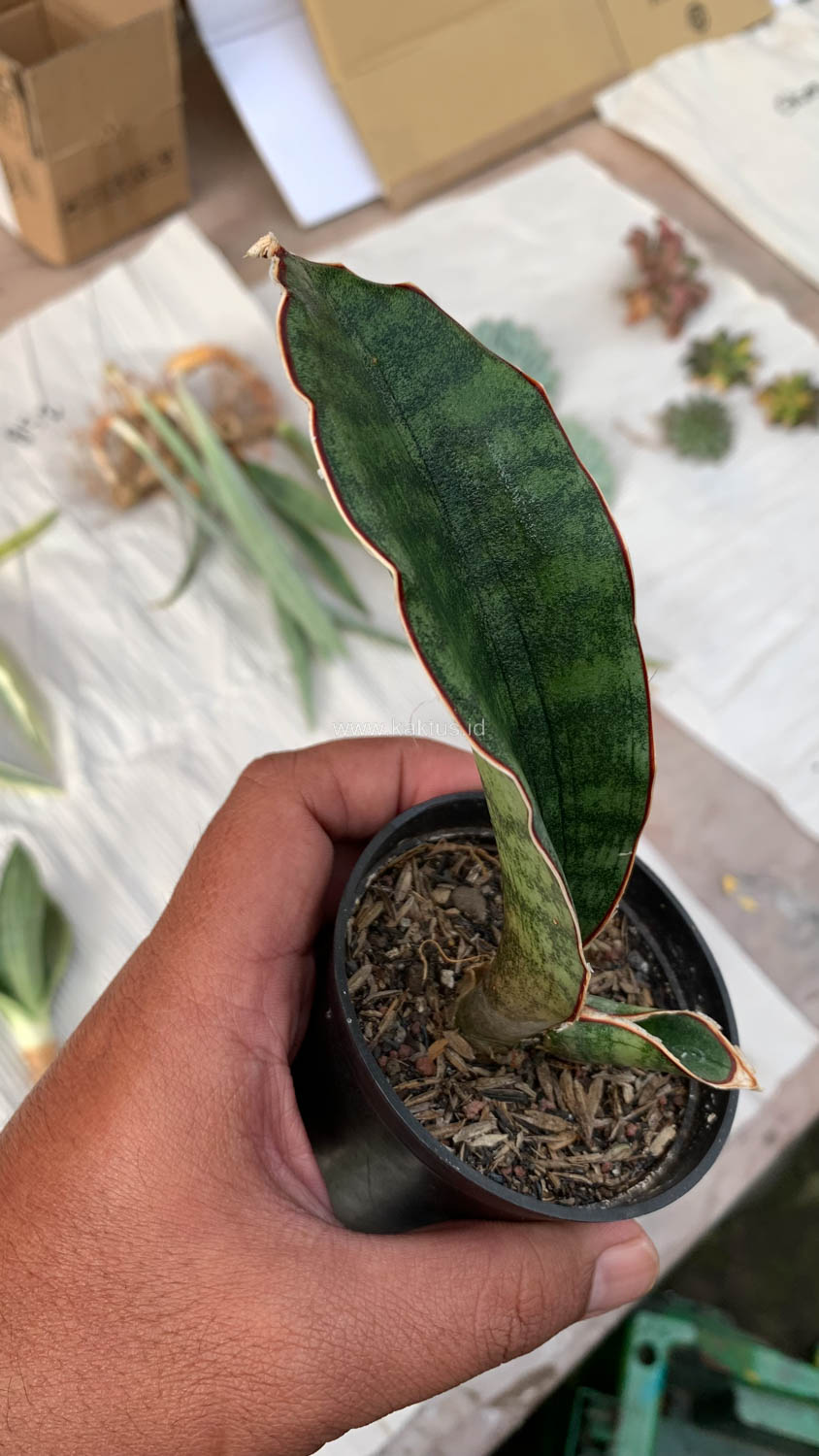 1013. Sansevieria Scimi Sayati Jorj - Image 4