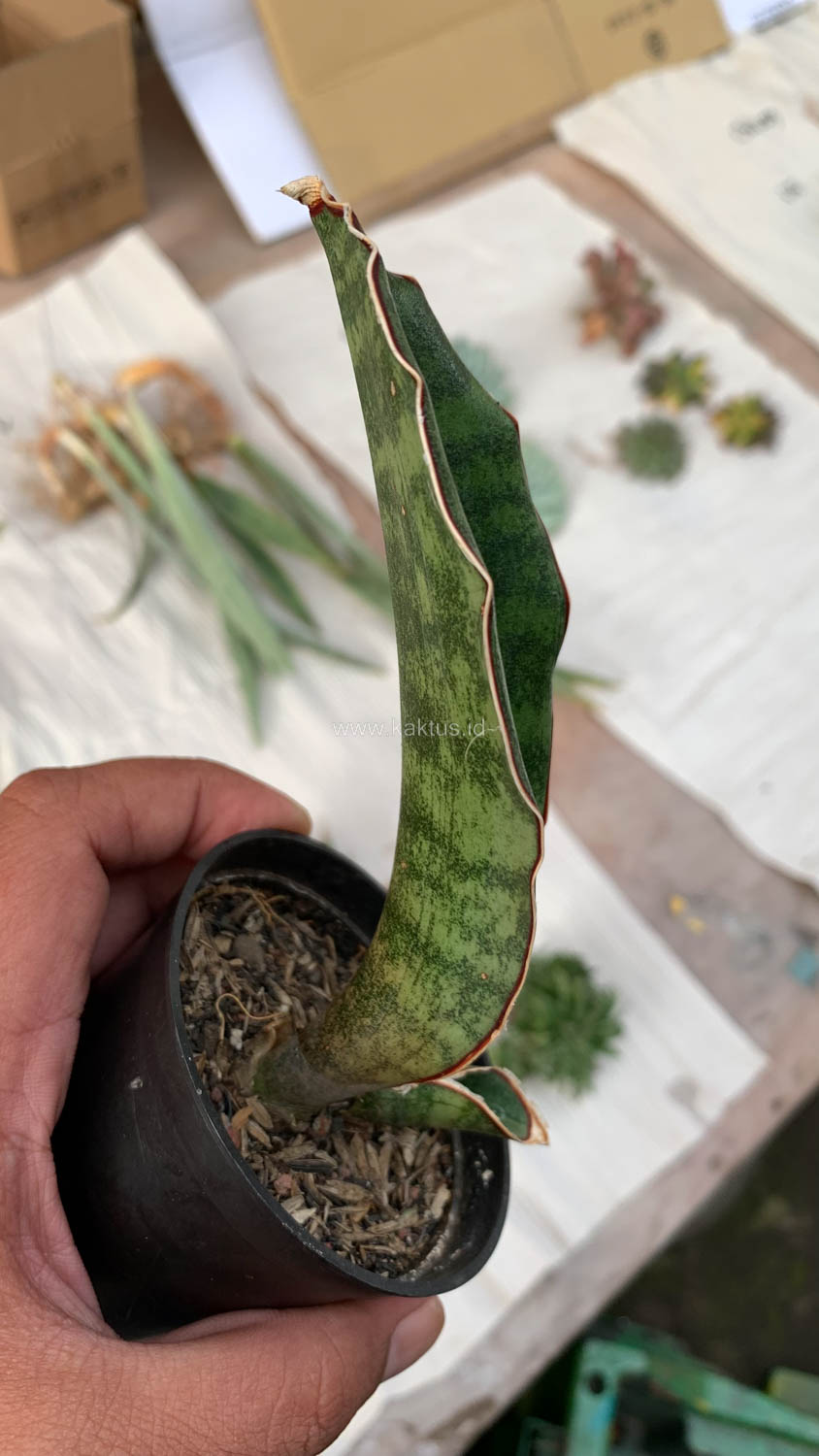 1013. Sansevieria Scimi Sayati Jorj - Image 5