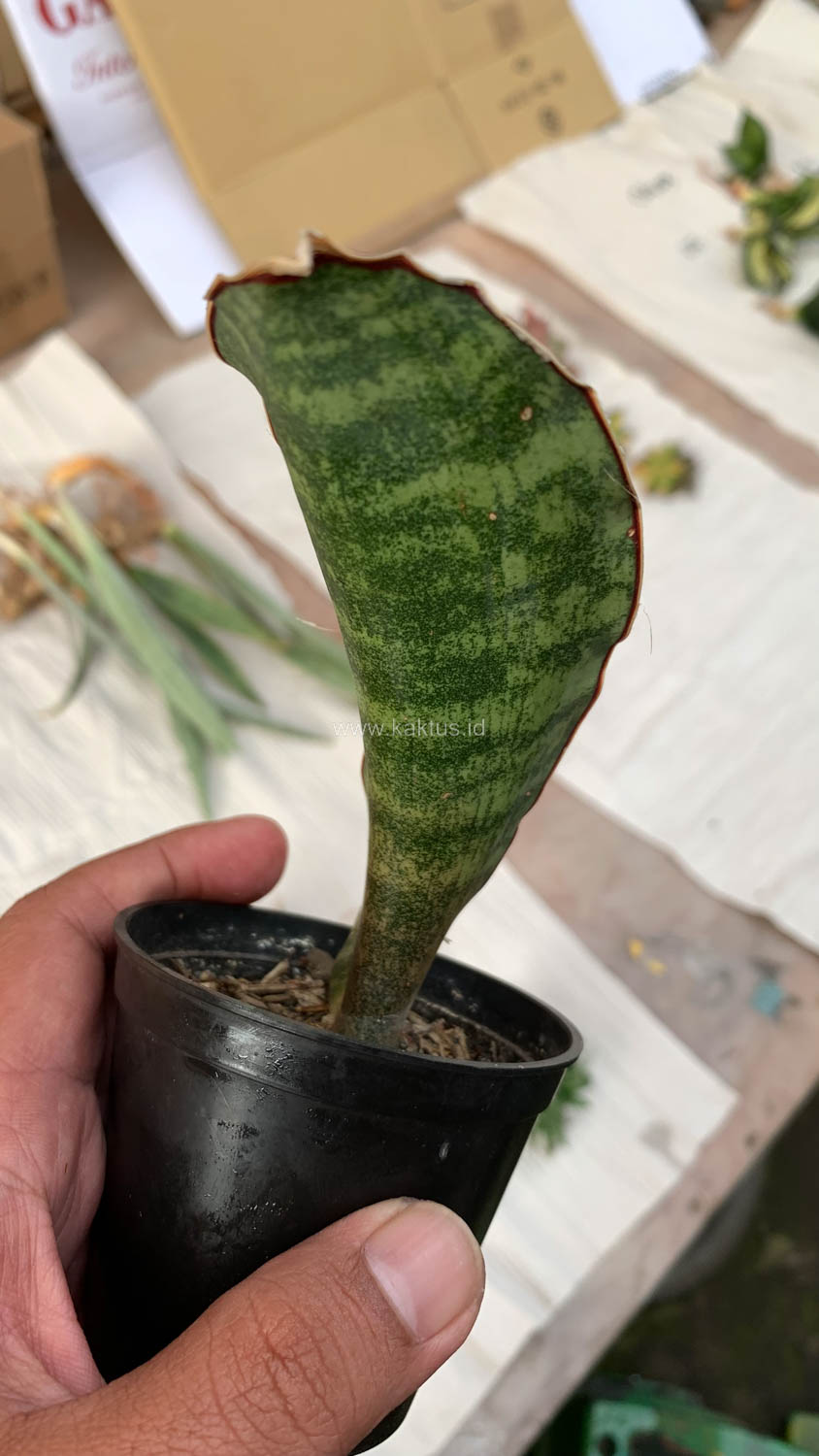 1013. Sansevieria Scimi Sayati Jorj - Image 6