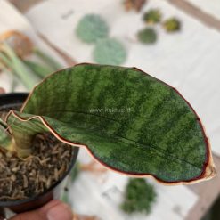 Alternative view of 1013. Sansevieria Scimi Sayati Jorj