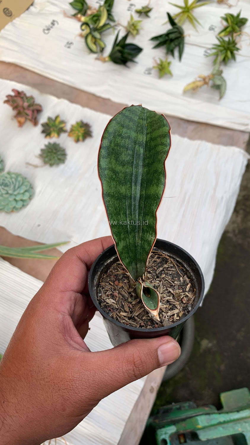 1013. Sansevieria Scimi Sayati Jorj - Image 8