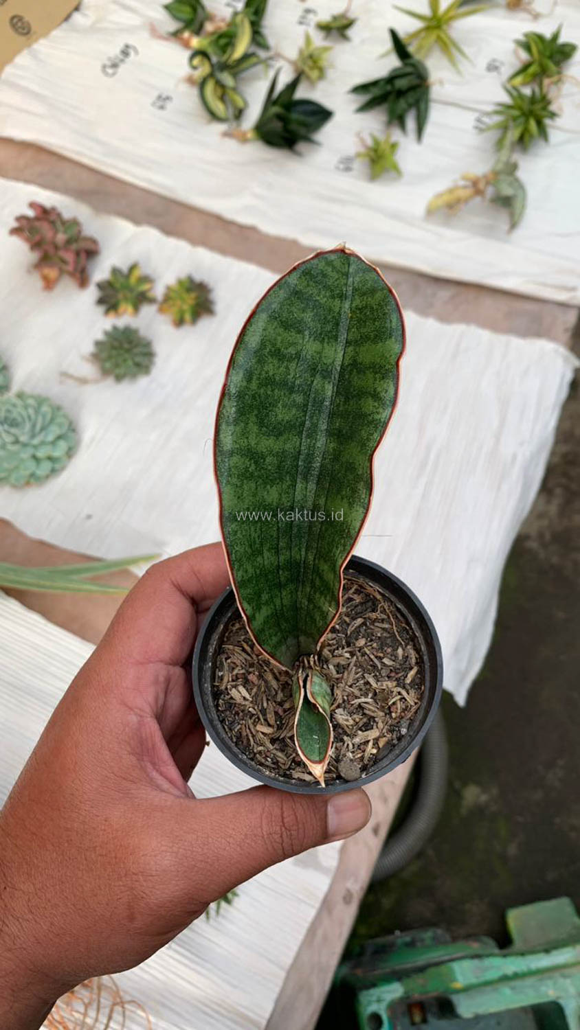 1013. Sansevieria Scimi Sayati Jorj - Image 9