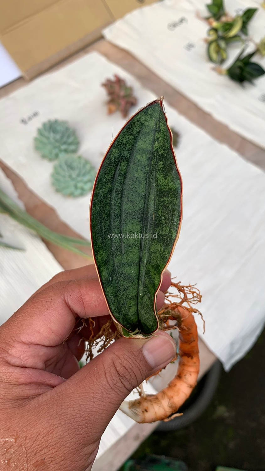 1014. Sansevieria Scimi Kadzi Raumawe - Image 11