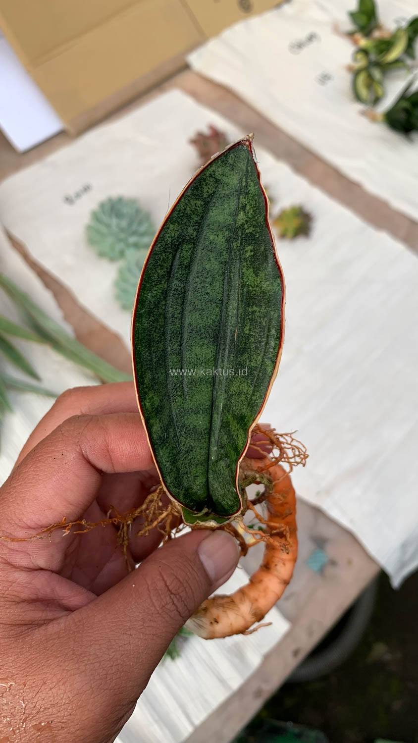 1014. Sansevieria Scimi Kadzi Raumawe - Image 4