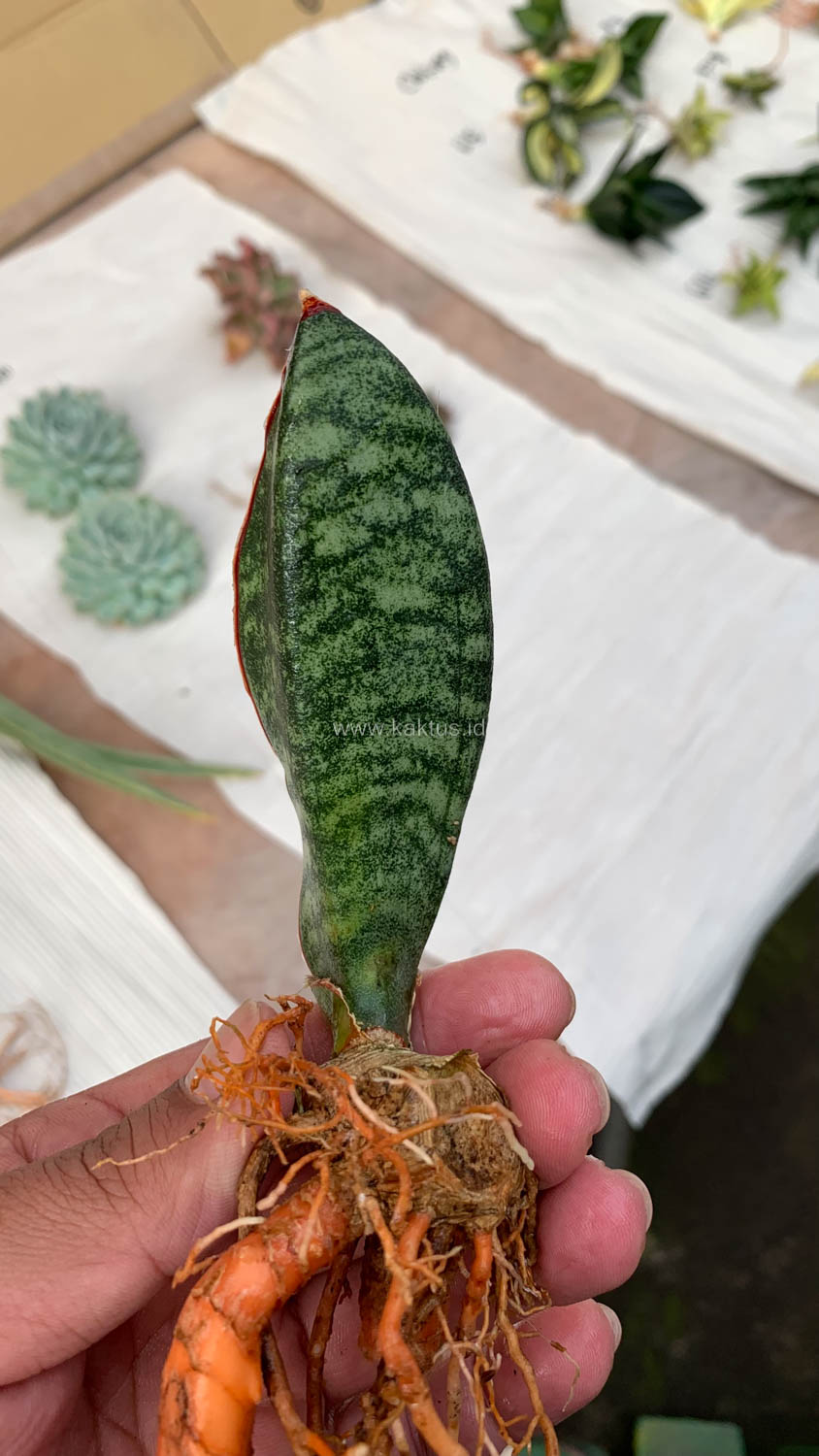 1014. Sansevieria Scimi Kadzi Raumawe - Image 6