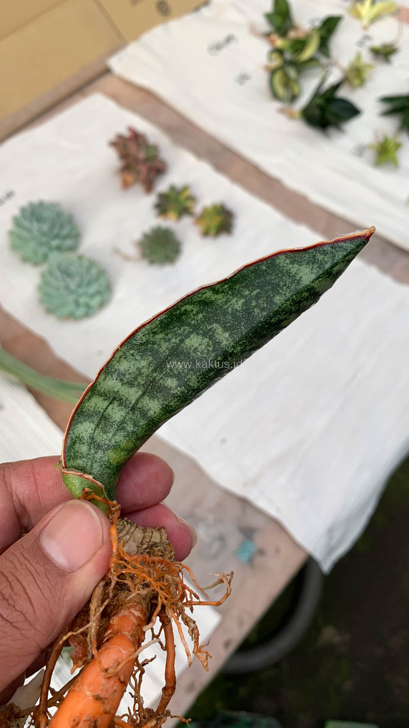 1014. Sansevieria Scimi Kadzi Raumawe - Image 7