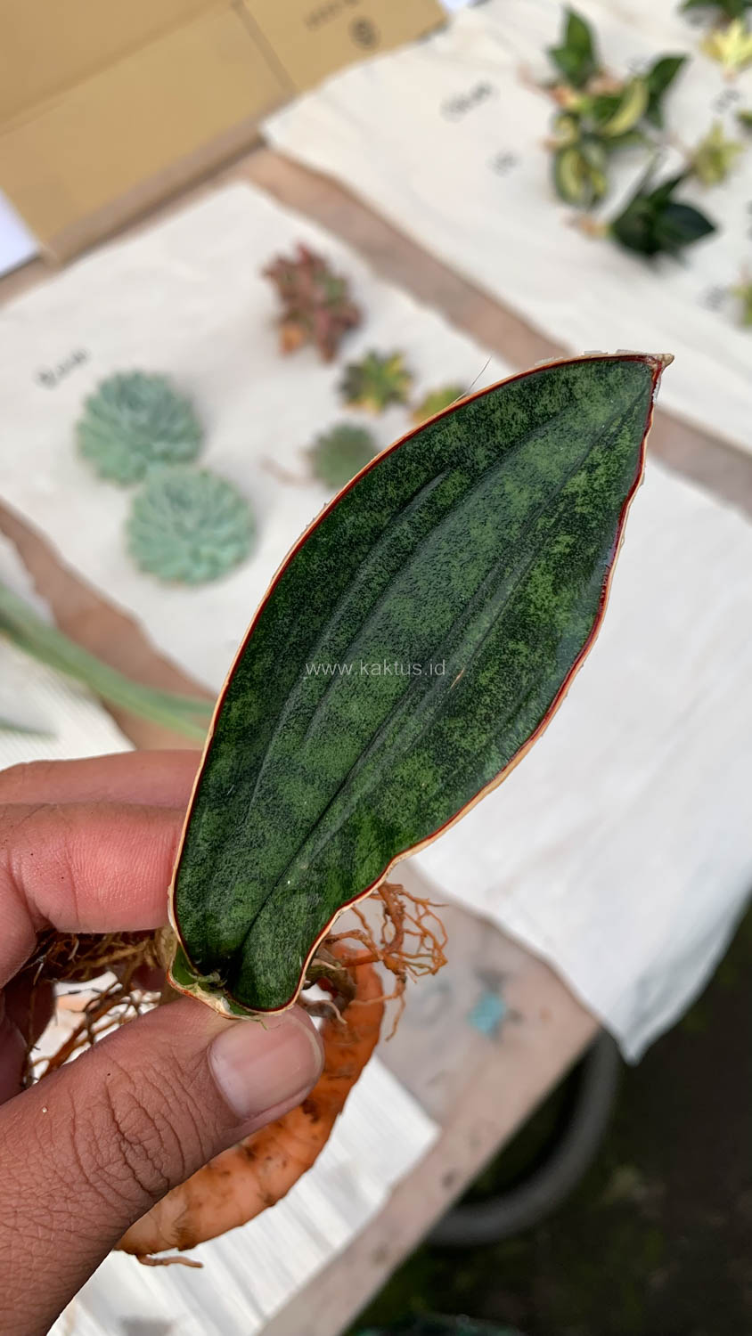 1014. Sansevieria Scimi Kadzi Raumawe - Image 8