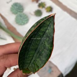 Alternative view of 1014. Sansevieria Scimi Kadzi Raumawe