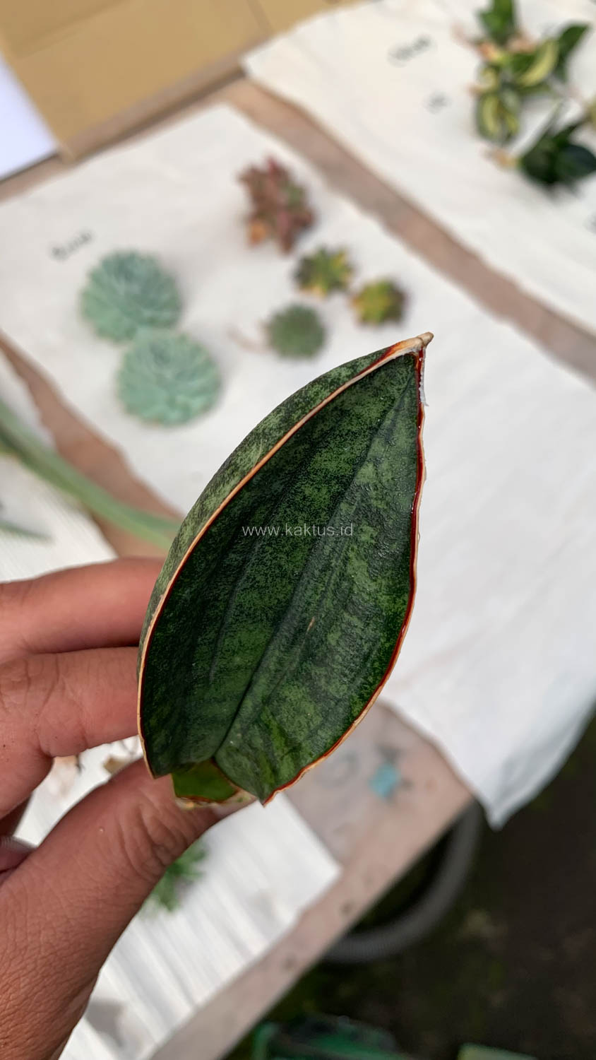 1014. Sansevieria Scimi Kadzi Raumawe - Image 2