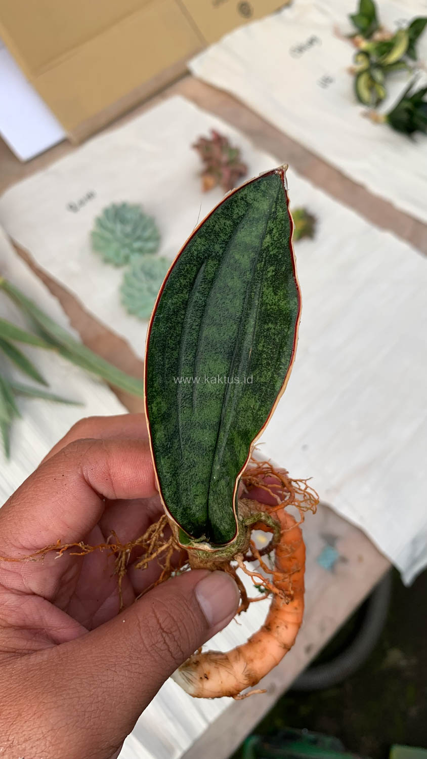 1014. Sansevieria Scimi Kadzi Raumawe - Image 3