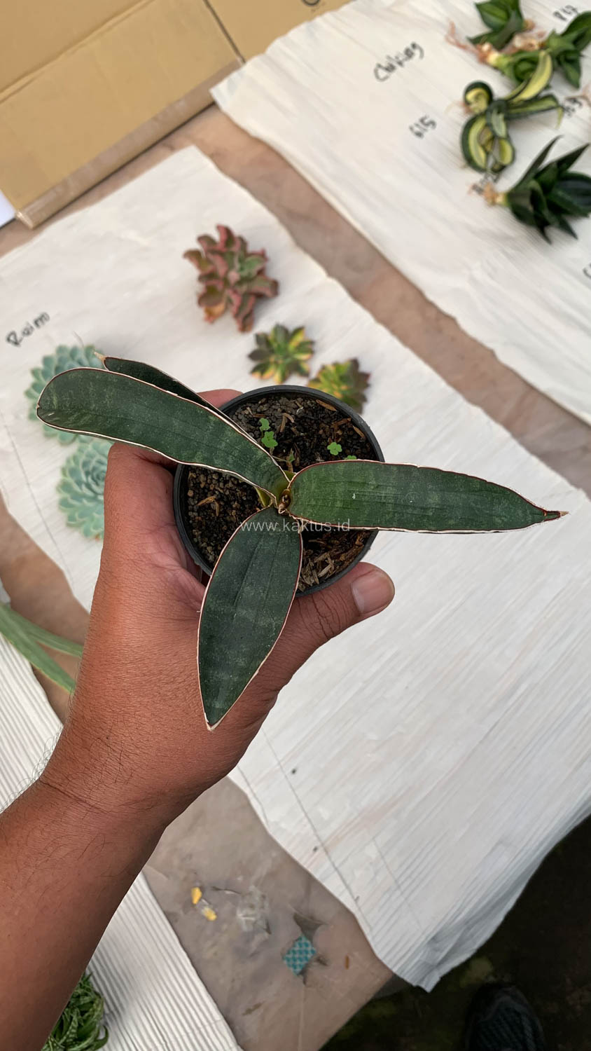 1015. Sansevieria Aff Bat - Image 3