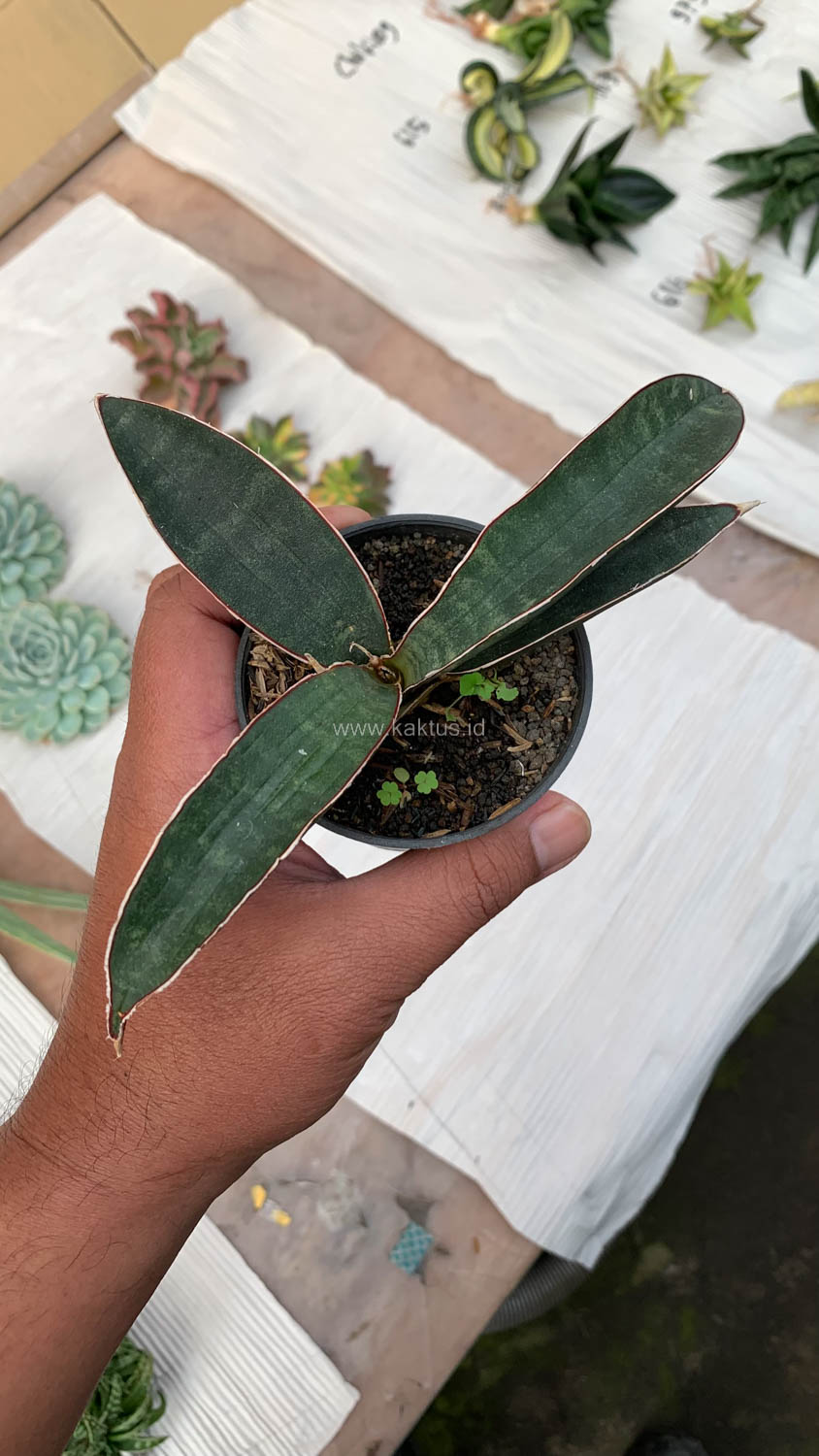 1015. Sansevieria Aff Bat - Image 4