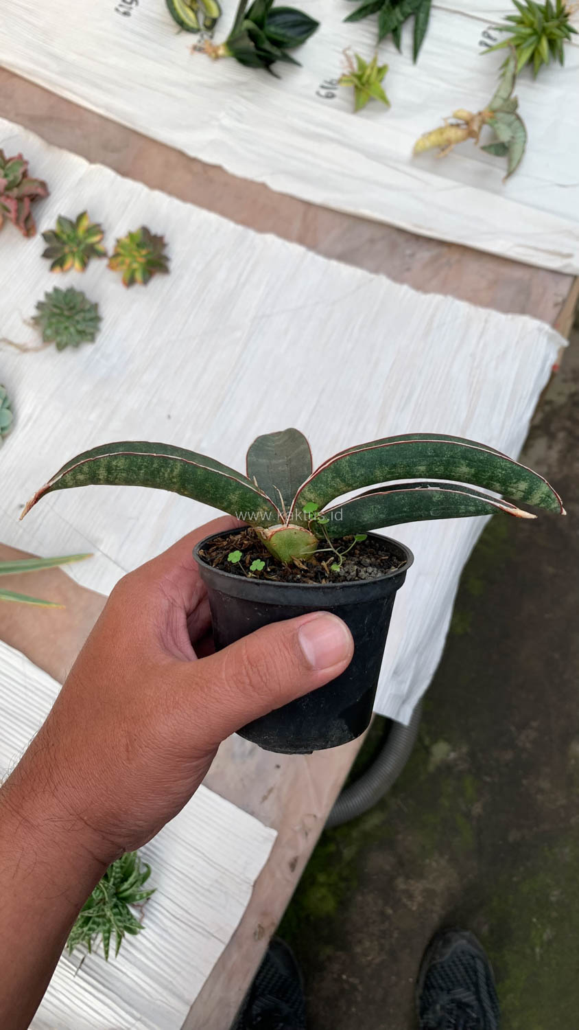 1015. Sansevieria Aff Bat - Image 5