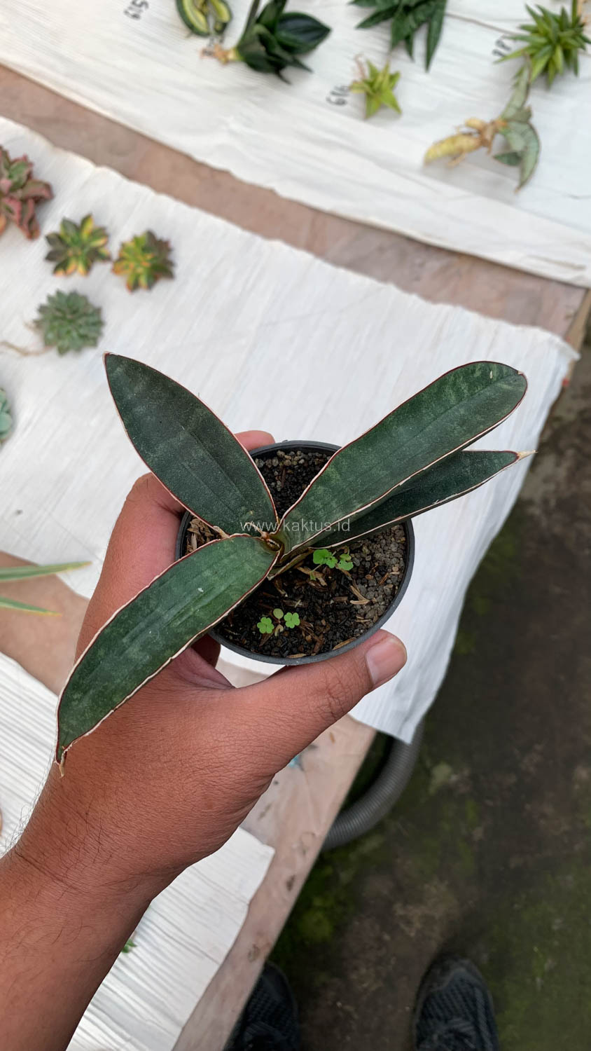 1015. Sansevieria Aff Bat - Image 6