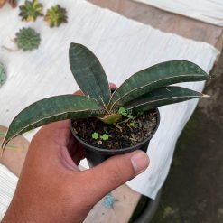 Alternative view of 1015. Sansevieria Aff Bat