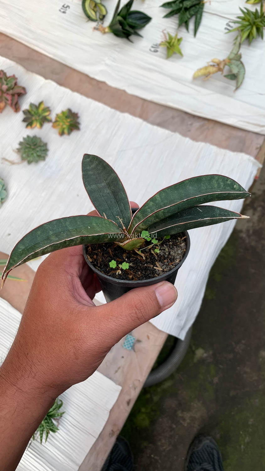 1015. Sansevieria Aff Bat - Image 2