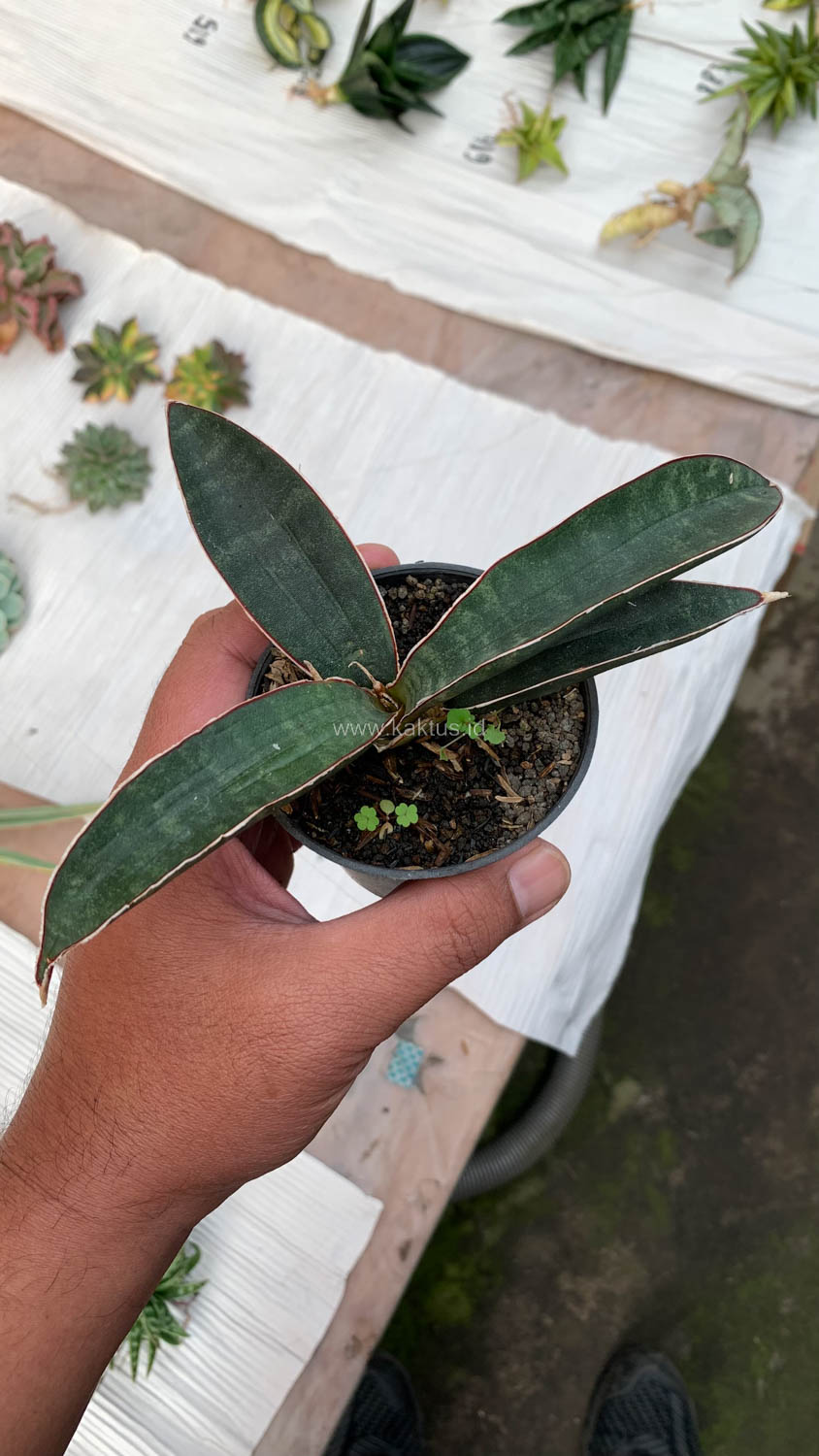 1015. Sansevieria Aff Bat - Image 7