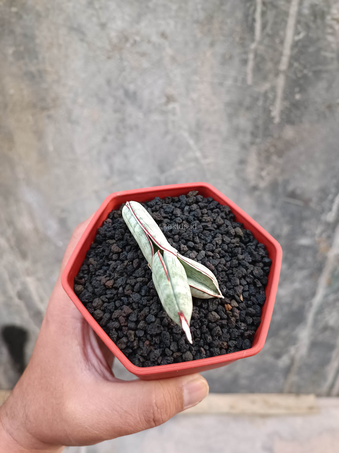 1016. Sansevieria Eilensis - Image 11