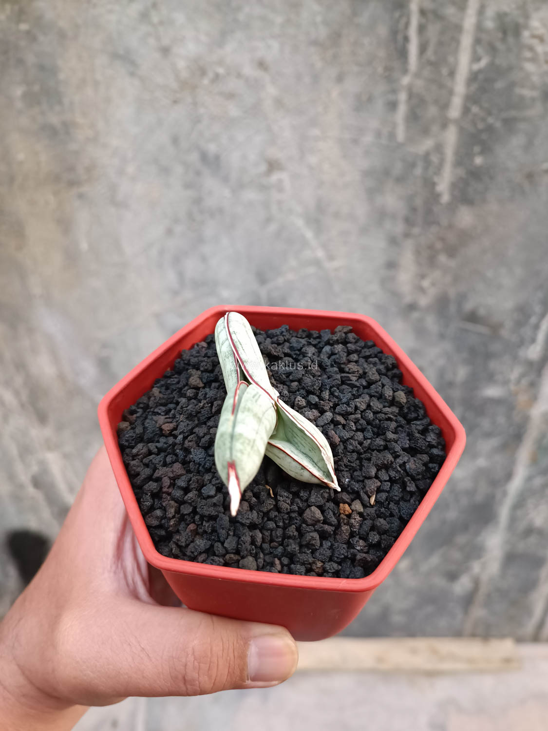 1016. Sansevieria Eilensis - Image 12
