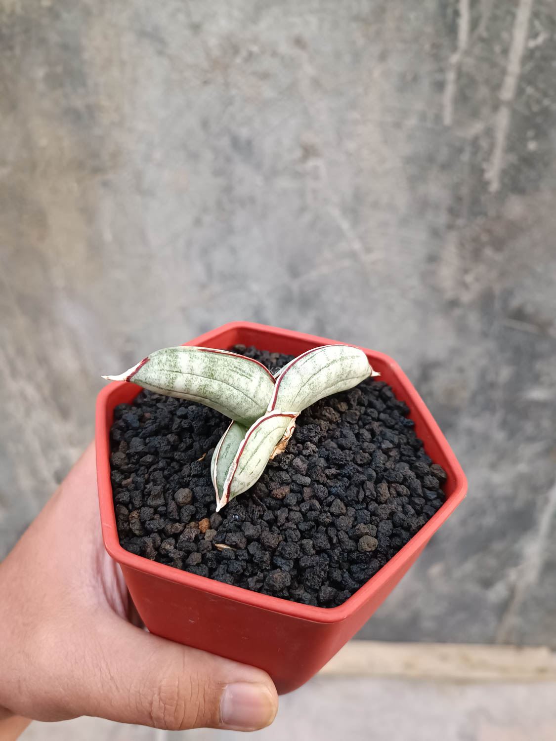 1016. Sansevieria Eilensis - Image 14