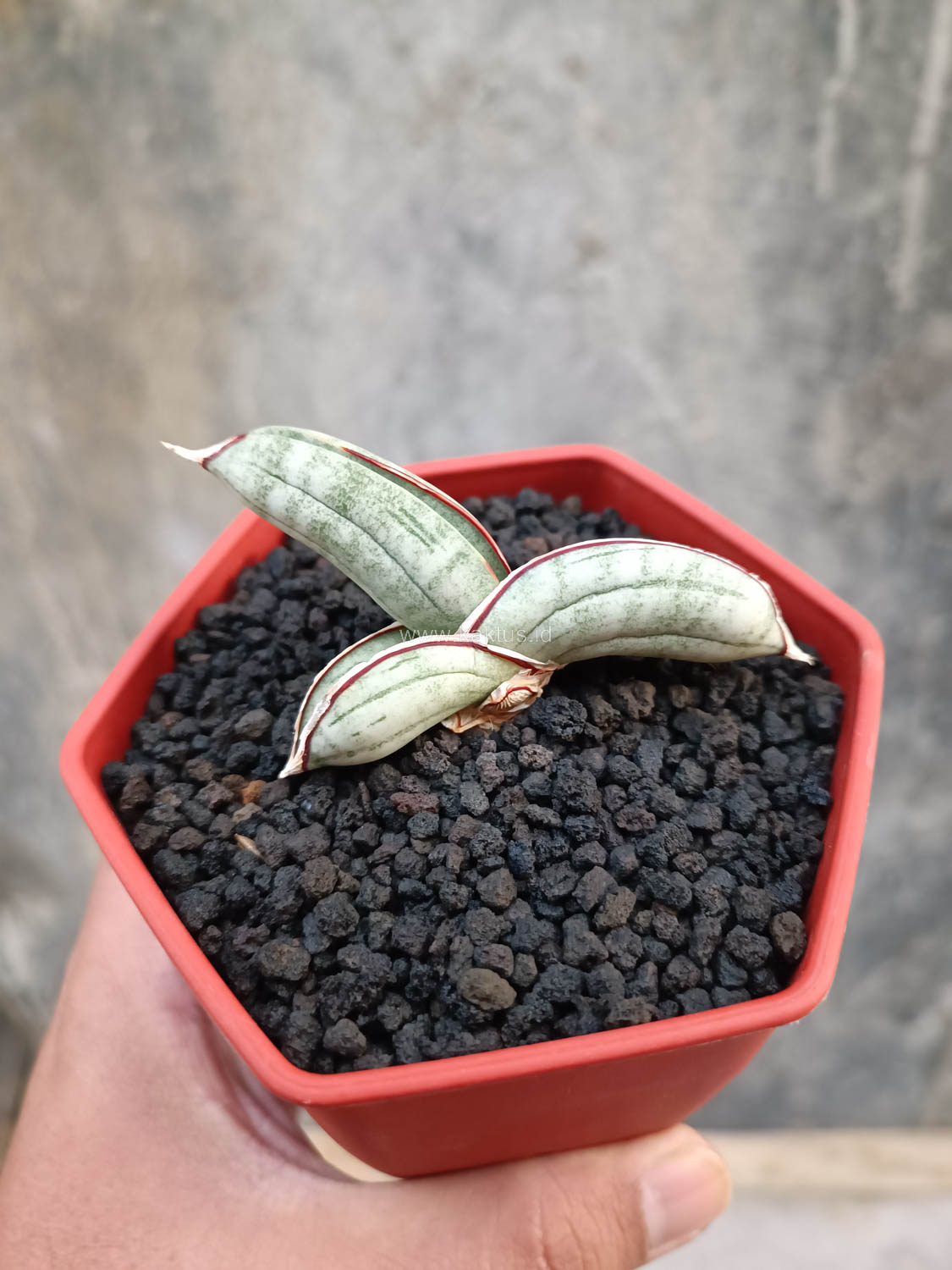 1016. Sansevieria Eilensis - Image 2
