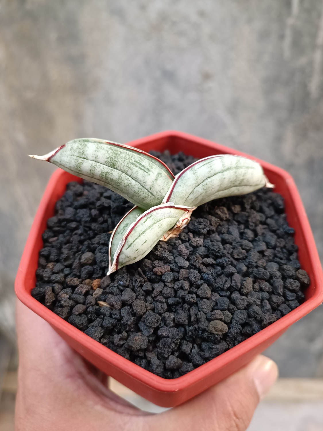 1016. Sansevieria Eilensis - Image 4